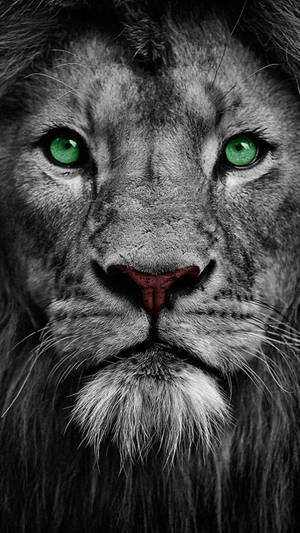 Keren Green-eyed Lion Wallpaper