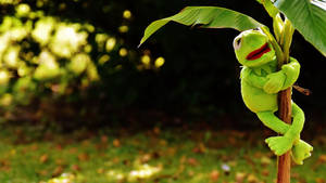 Kermit The Frog Holding Onto Plant Wallpaper