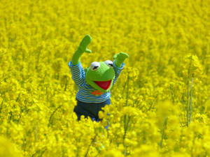 Kermit The Frog On Yellow Flower Field Wallpaper