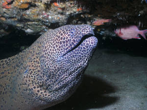 Kidako Moray Eel Fish Close Up Wallpaper
