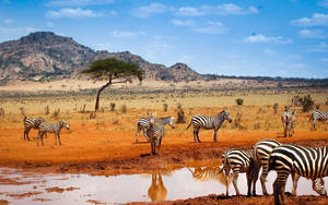 Kilimanjaro National Park In Kenya Wallpaper