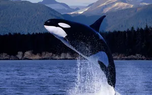 Killer Whale Breaching Wallpaper