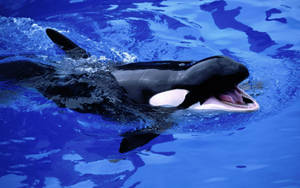 Killer Whale With Mouth Open Wallpaper