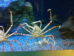 King Crab Belly On Display Wallpaper