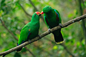 Kissing Green Parrot Hd Wallpaper