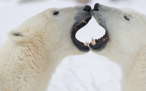 Kissing Polar Bears Wallpaper