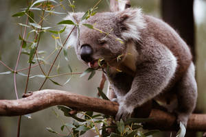 Koala Bear Eating Leaves Wallpaper