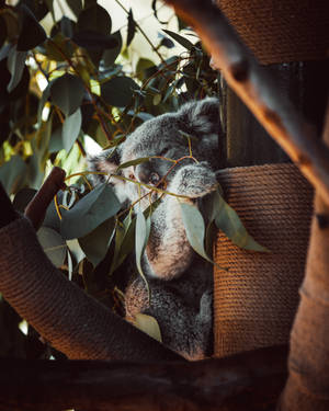 Koala Bear Hiding Behind Leaves Wallpaper