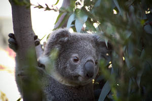 Koala Bear On A Tree Wallpaper