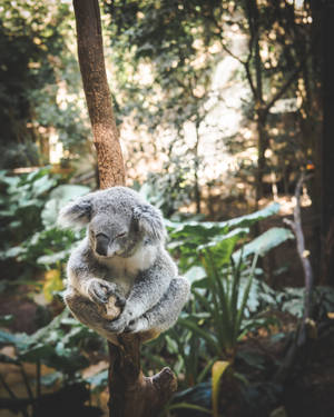 Koala In Forest Wallpaper