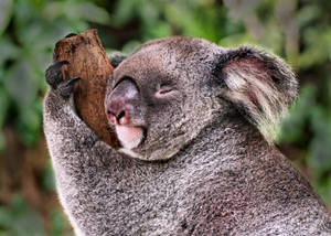 Koala Shallow Focus Photo Wallpaper