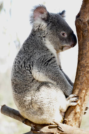 Koala Side Profile Wallpaper