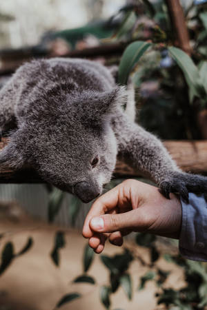 Koala Sniffing Human Hand Wallpaper