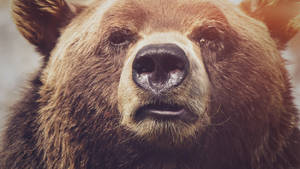Kodiak Bear Close Encounter Wallpaper