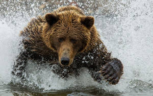 Kodiak Bear Crossing Water Wallpaper
