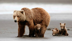 Kodiak Bear Family In Beach Wallpaper