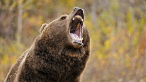 Kodiak Bear Growling Wallpaper