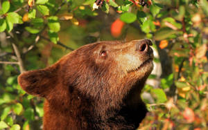 Kodiak Bear Head Wallpaper