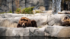 Kodiak Bear In Animal Park Wallpaper