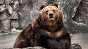 Kodiak Bear On A Zoo Wallpaper