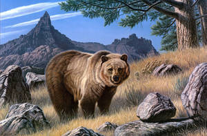 Kodiak Bear On Forest Wallpaper