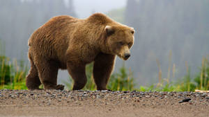 Kodiak Bear On The Road Wallpaper