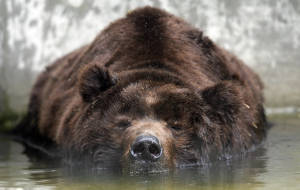 Kodiak Bear On Water Wallpaper
