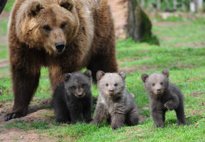 Kodiak Bear Siblings Wallpaper