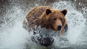 Kodiak Bear Taking A Bath Wallpaper