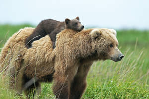 Kodiak Bear With Baby On Back Wallpaper