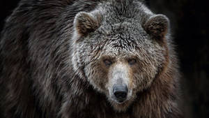 Kodiak Bear With Serious Look Wallpaper