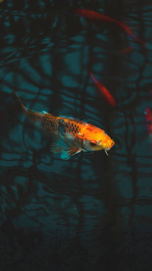 Koi Fish Peek Wallpaper