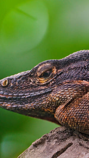 Komodo Dragon Monitor Lizard Up Close Wallpaper