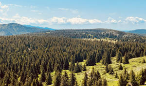 Kosovo Pine Trees On Mountain Wallpaper