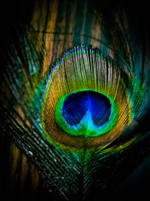Krishna Iphone Close-up Peacock Feather Wallpaper