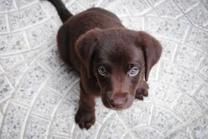 Labrador Puppy Wallpaper