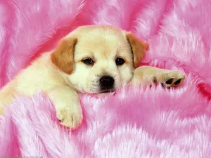 Labrador Puppy Dog In Pink Carpet Wallpaper