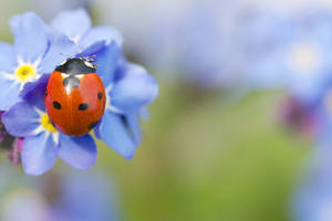 Lady Bug And Forget Me Not Flower Wallpaper