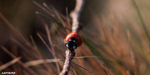 Ladybird Beetle On A Branch Wallpaper