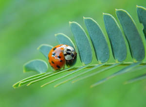 Ladybug Beetle On Fern Leaves Wallpaper
