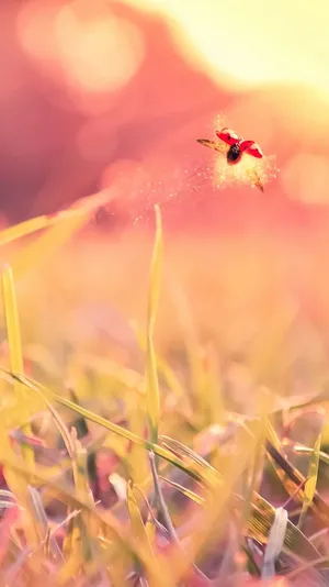 Ladybug Flying On A Grassy Field Wallpaper