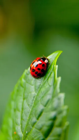 Ladybug Munching On A Broad Leaf Wallpaper