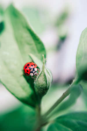 Ladybug On An Iphone For A Bug Lover Wallpaper