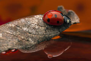 Ladybug Riding A Dried Leaf Wallpaper
