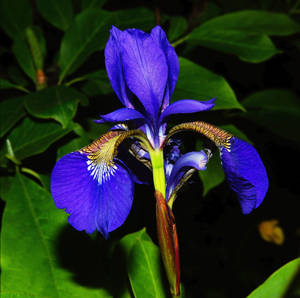 Laevigata Iris Flower Wallpaper