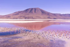 Laguna Colorada South America Wallpaper