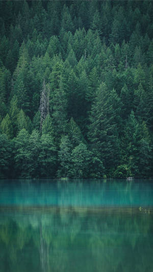 Lake Reflection Of A Forest Iphone Wallpaper