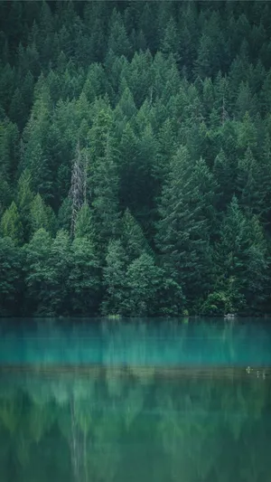 Lake Reflection Of A Forest Iphone Wallpaper