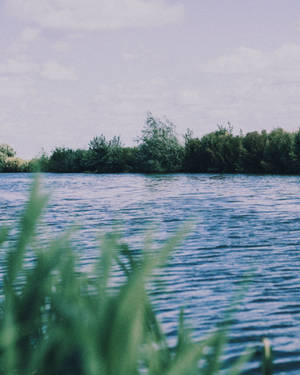 Lake With Grasses Wallpaper