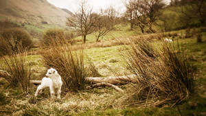 Lamb Behind Tall Grass Wallpaper